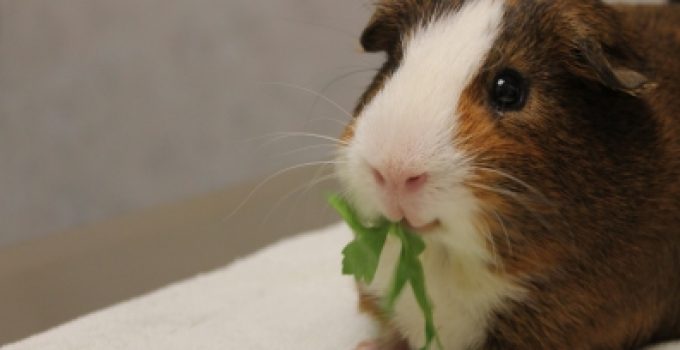 Veterinarian-Lenexa-KS