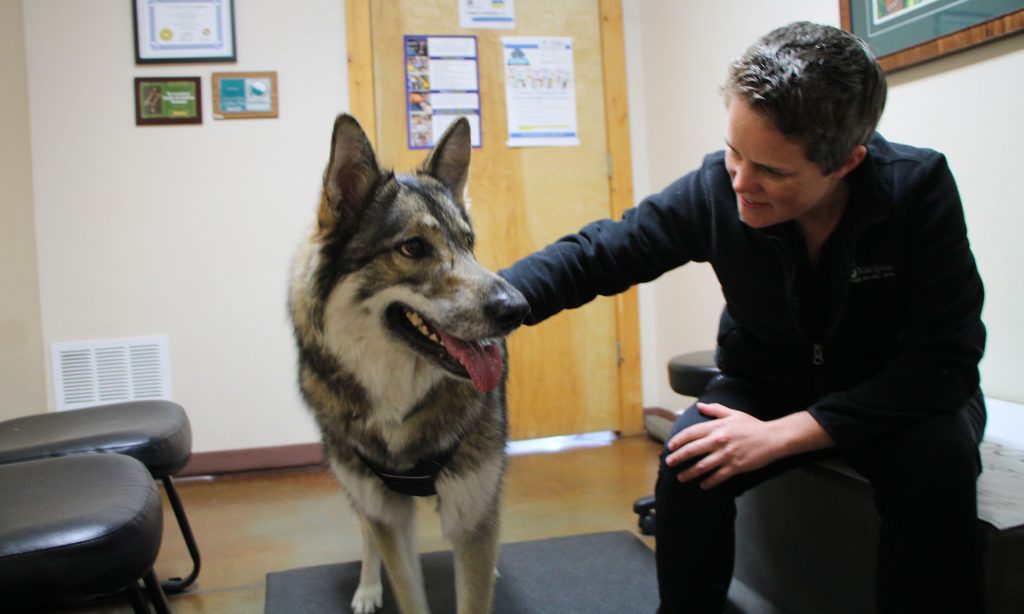 Veterinarian in Lenexa, KS Mariposa Veterinary Wellness Center